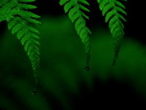 Transpersonal Psychology